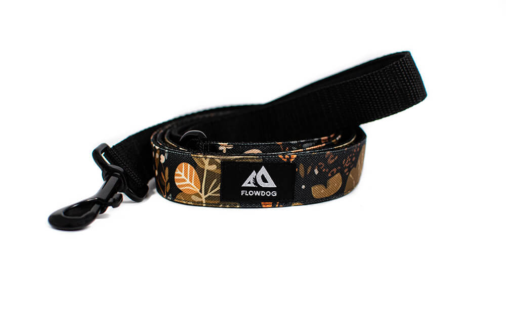 Heliopsis - Plus Leash