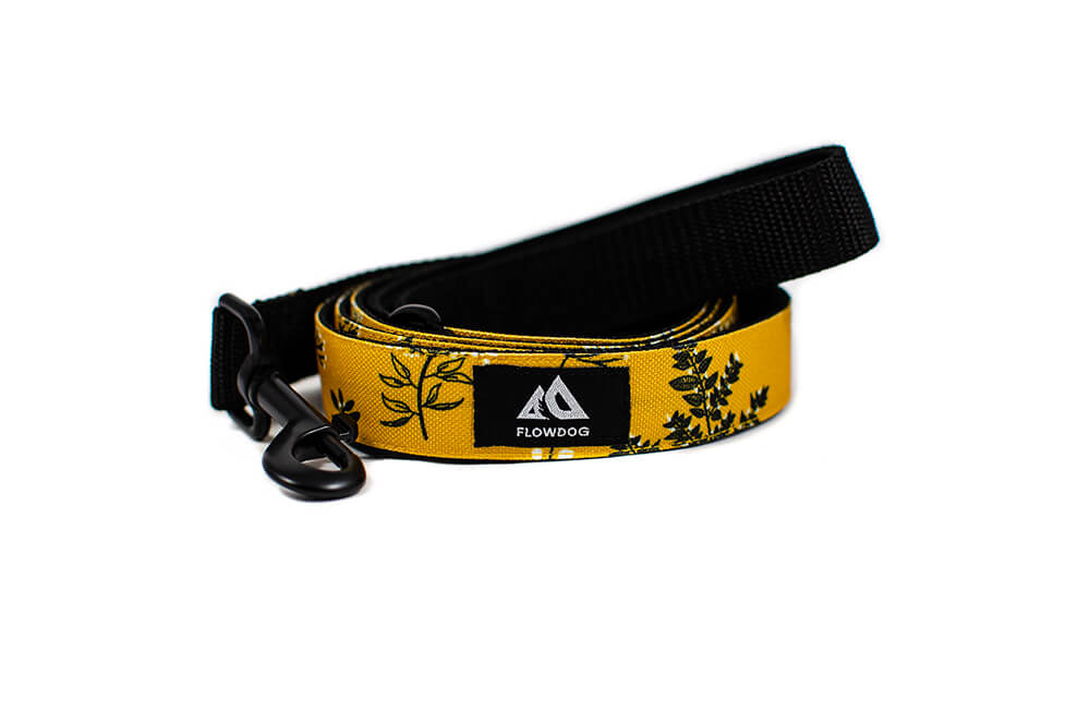 Yellow Yarrow - Plus Leash