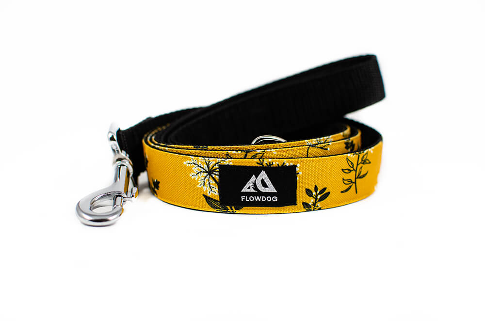 Yellow Yarrow - Plus Leash