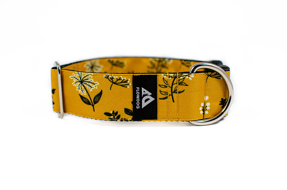 Yellow Yarrow - Plus Buckle Collar