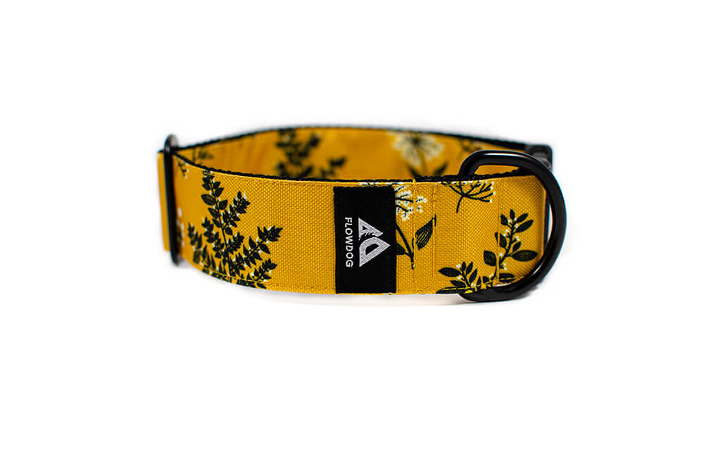 Yellow Yarrow - Plus Buckle Collar