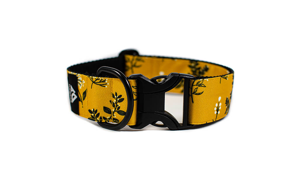 Yellow Yarrow - Plus Buckle Collar