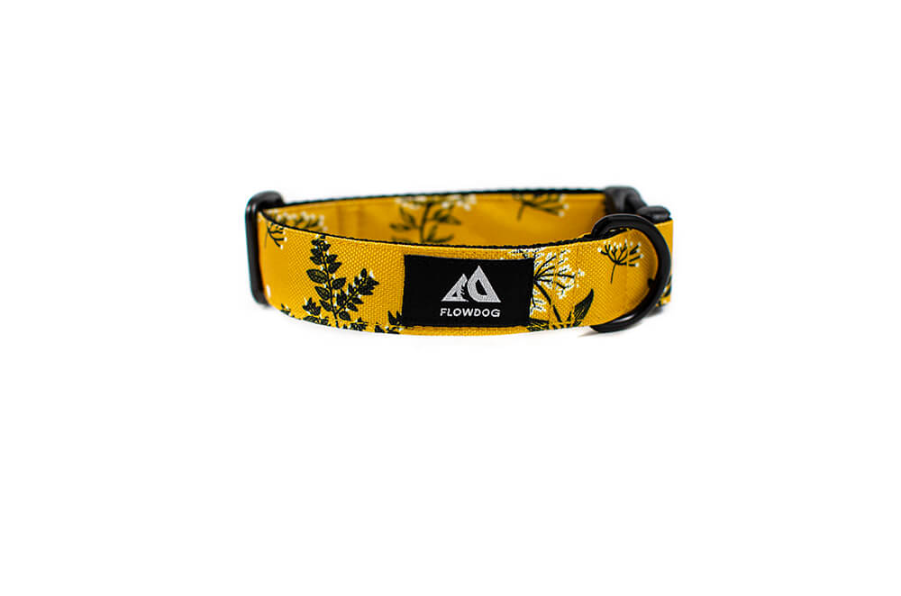 Yellow Yarrow - Plus Buckle Collar