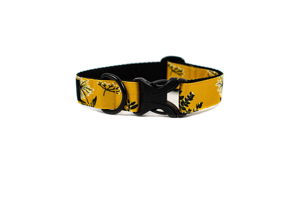 Yellow Yarrow - Plus Buckle Collar