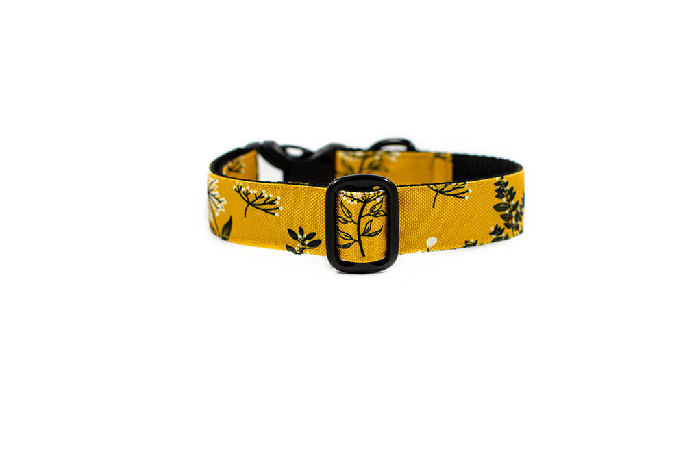 Yellow Yarrow - Plus Buckle Collar