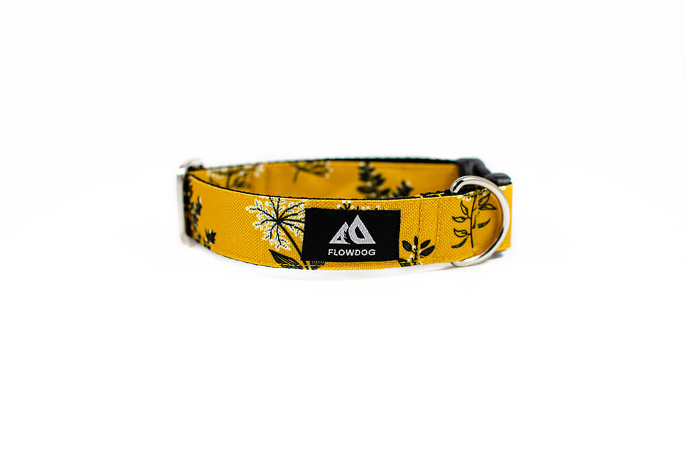 Yellow Yarrow - Plus Buckle Collar