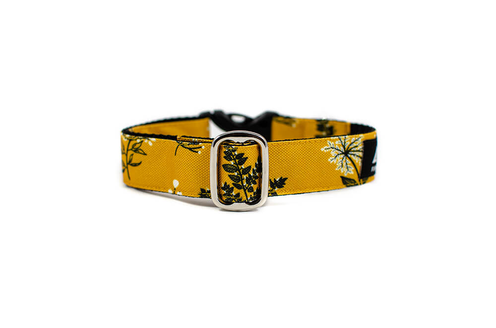 Yellow Yarrow - Plus Buckle Collar