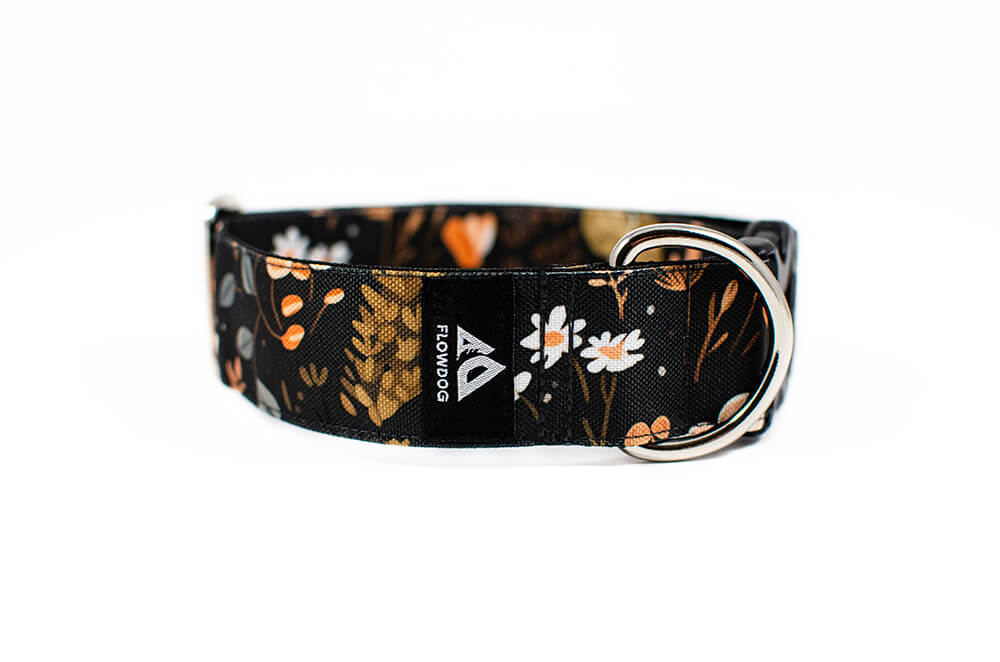 Heliopsis - Plus Buckle Collar