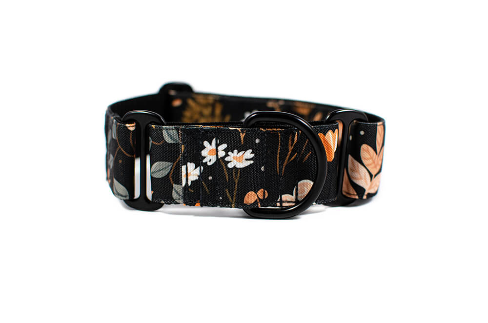 Heliopsis - Plus Martingale Collar