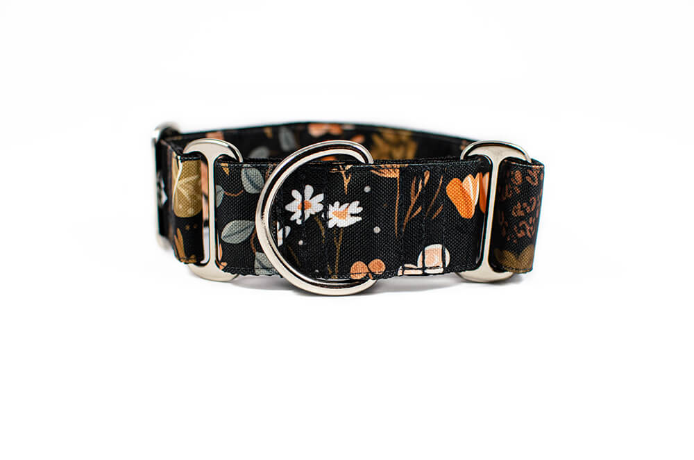 Heliopsis - Plus Martingale Collar