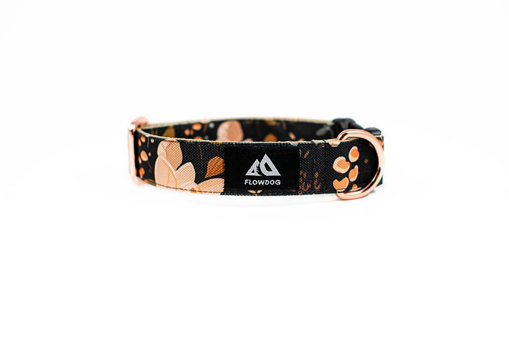 Heliopsis - Plus Buckle Collar