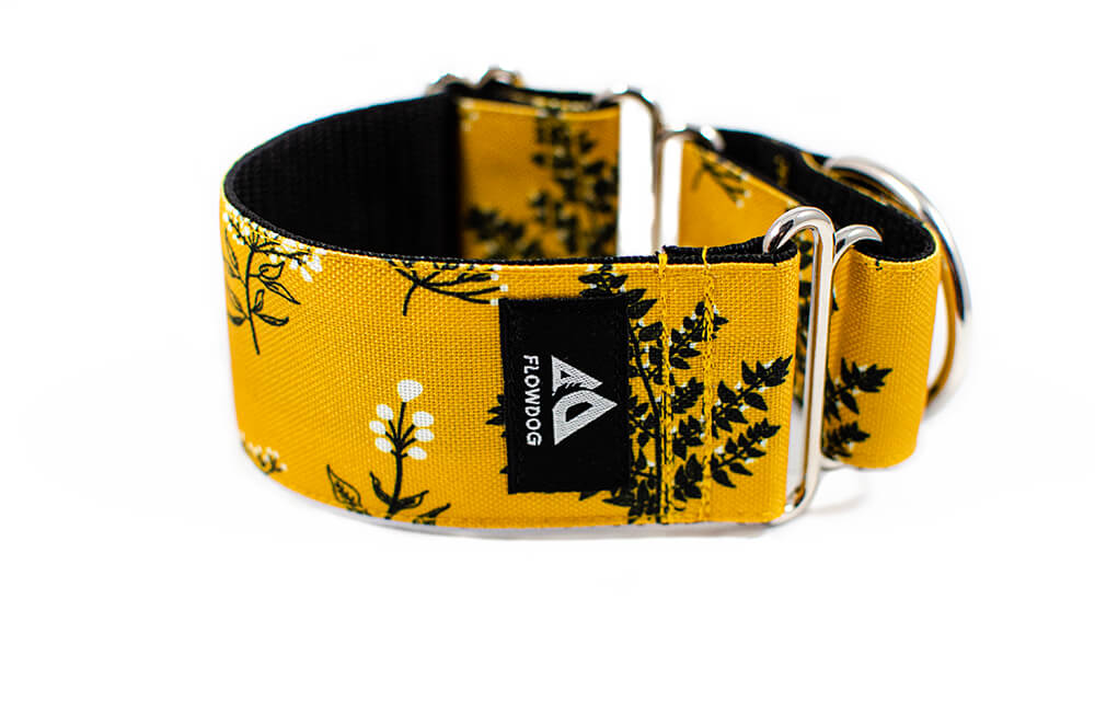 Yellow Yarrow - Plus Martingale Collar for Whippets and Greyhounds