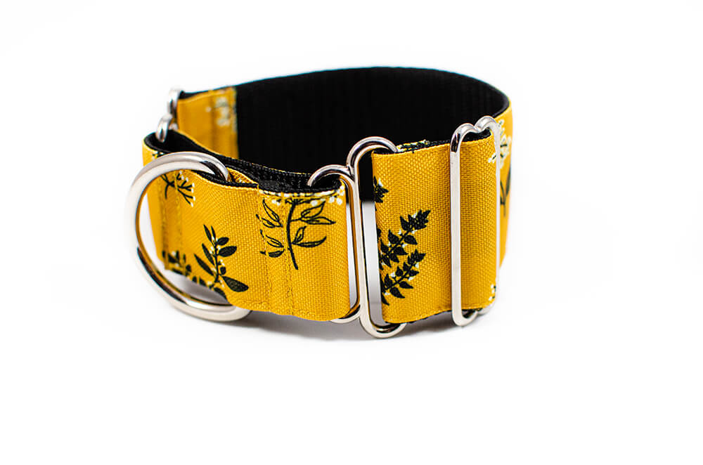 Yellow Yarrow - Plus Martingale Collar for Whippets and Greyhounds