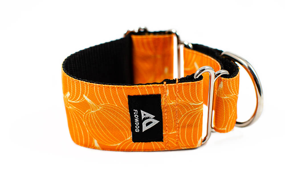 Pumpkin - Plus Martingale Collar for Whippets and Greyhounds