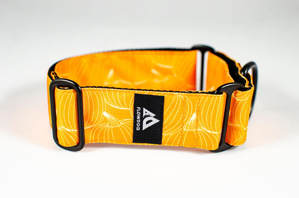 pumpkin orange martingale dog collar