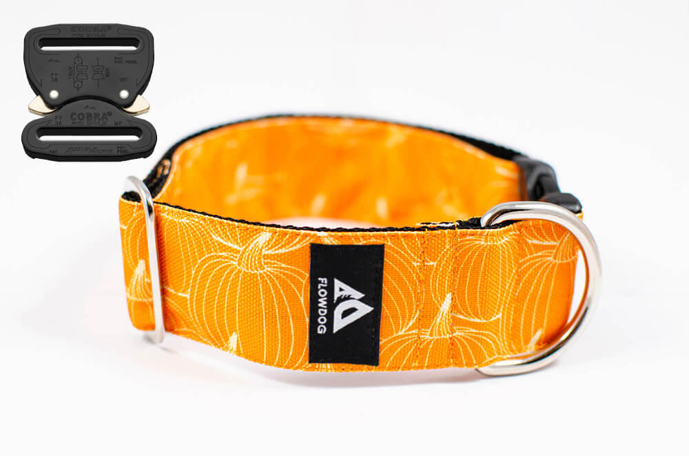 pumpkin orange dog collar with austrialpin buckle