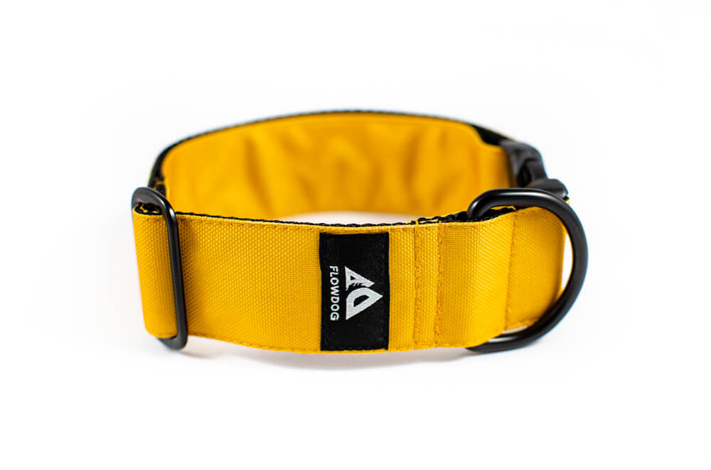 mustard yellow dog collar with buckle