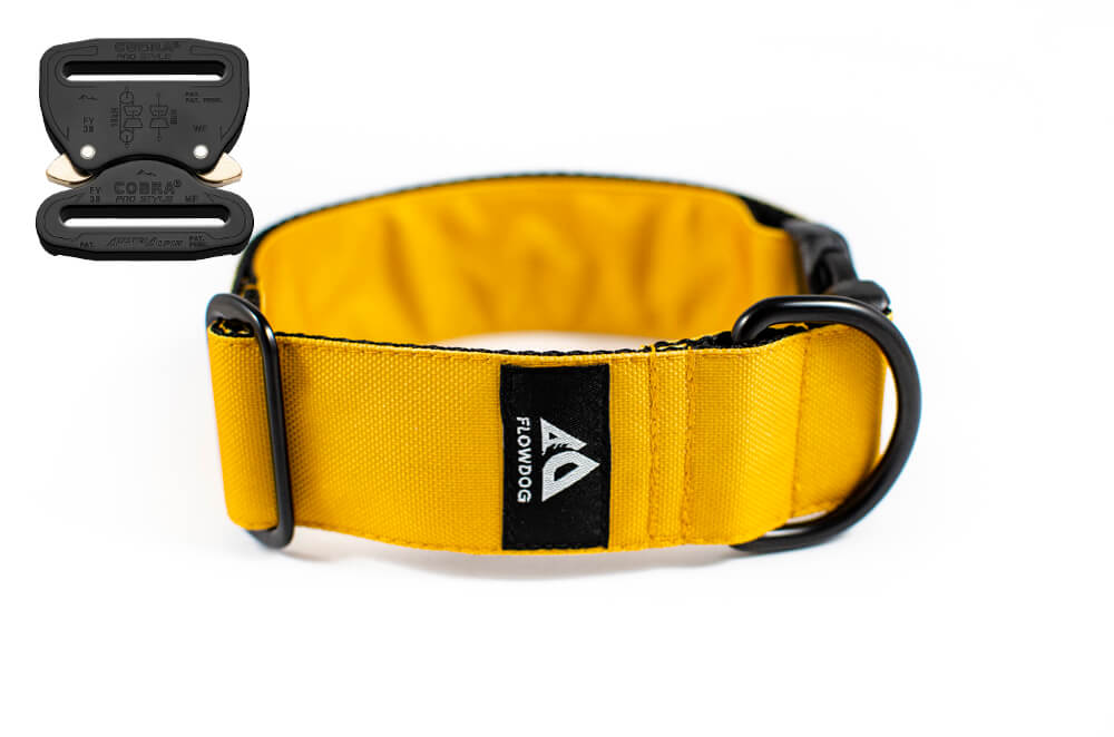 mustard yellow dog collar with austrialpin buckle