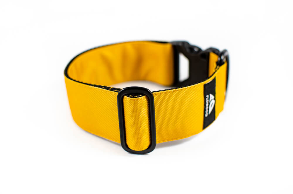 mustard yellow dog collar with buckle