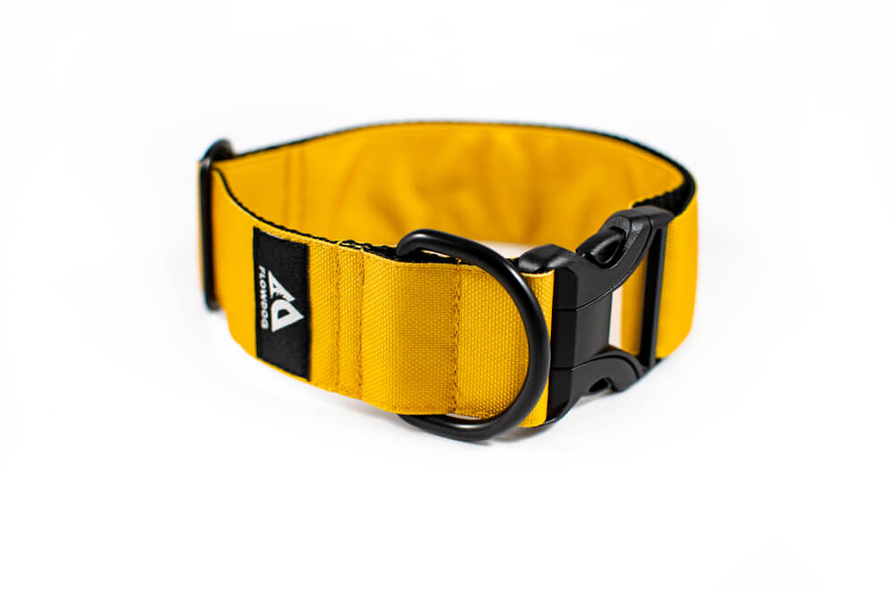 mustard yellow dog collar with buckle