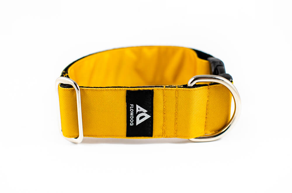 mustard yellow dog collar with buckle