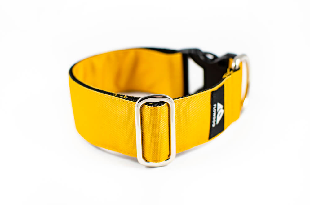 mustard yellow dog collar with buckle