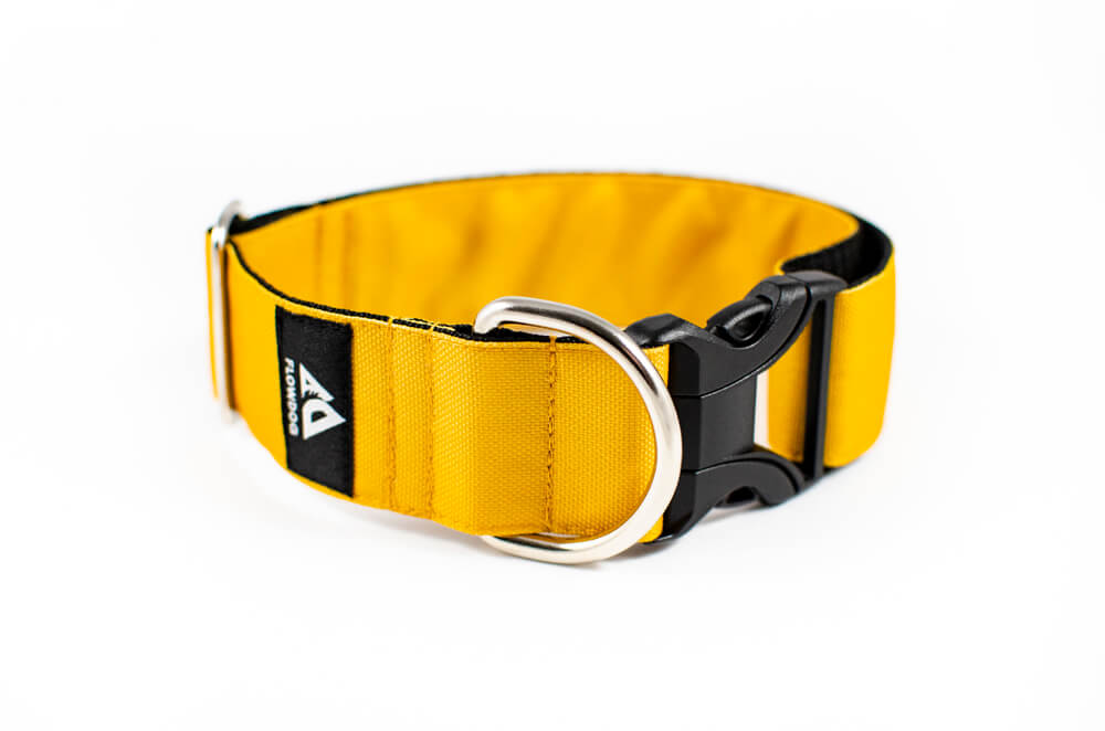 mustard yellow dog collar with buckle