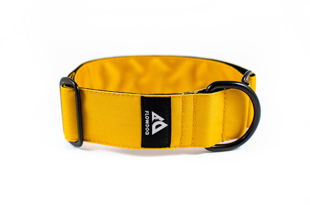 mustard yellow slip-on dog collar