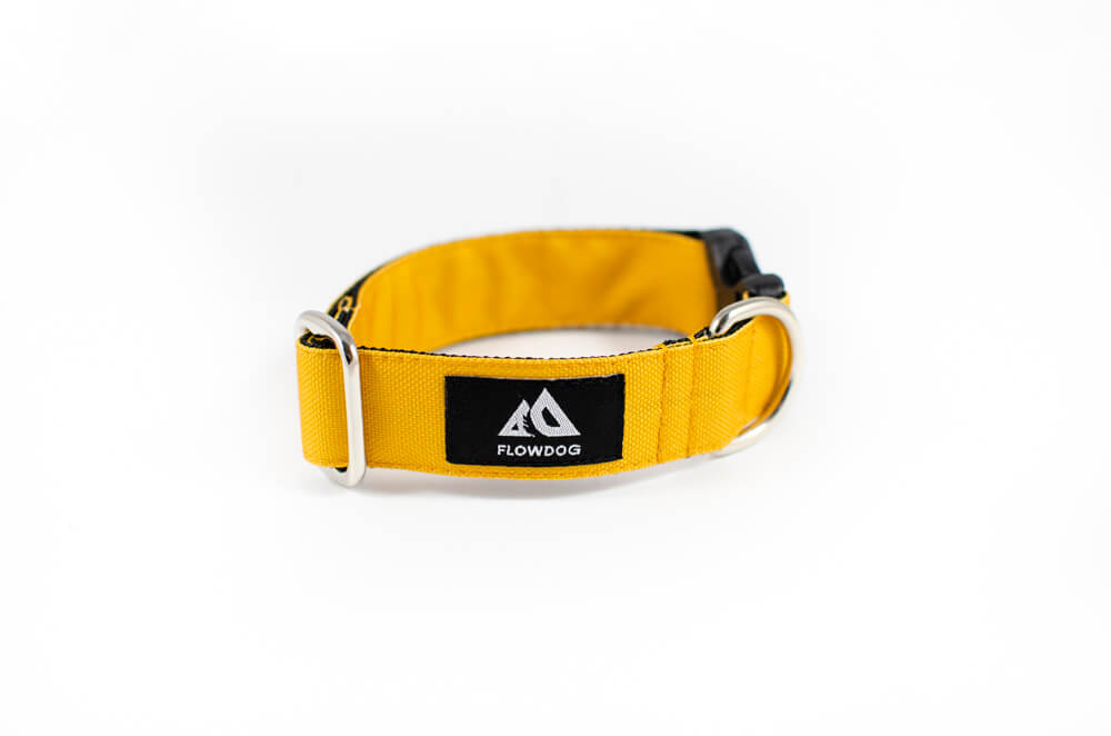 mustard yellow dog collar with buckle