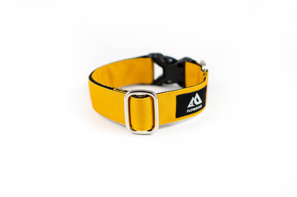 mustard yellow dog collar with buckle