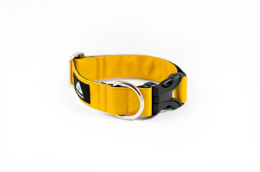 mustard yellow dog collar with buckle