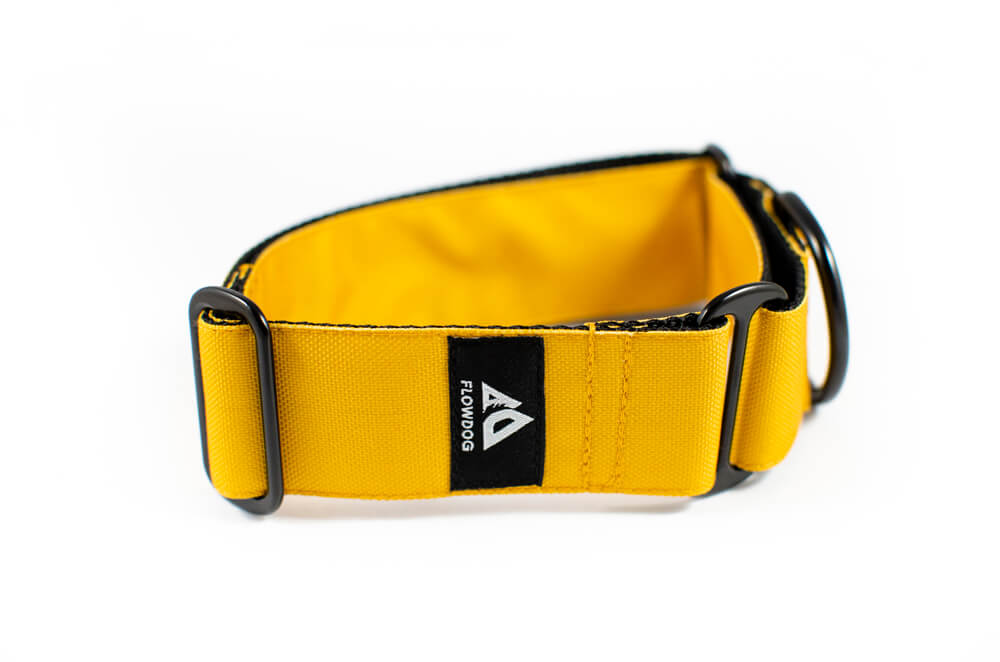 mustard yellow martingale dog collar