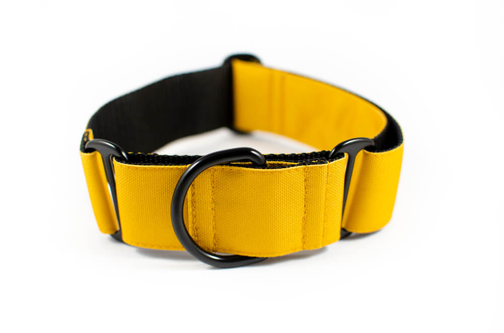 mustard yellow martingale dog collar