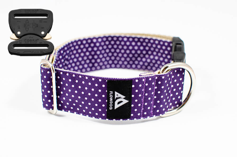 purple dotted dog collar with austrialpin buckle